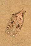 Agonopterix arenella