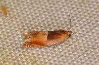 Ancylis mitterbacheriana