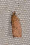Celypha rufana