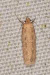 Platyedra subcinerea