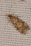 Triaxomera parasitella
