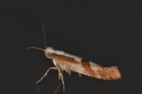 Argyresthia pruniella