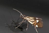 Alabonia geoffrella
