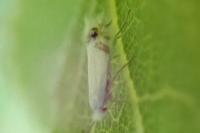 Leucoptera sinuella