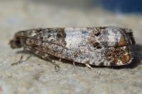 Notocelia trimaculana