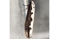Ethmia bipunctella