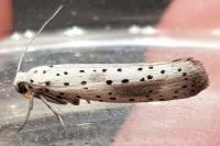 Yponomeuta irrorella