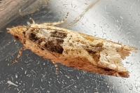 Crocidosema plebejana