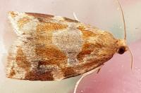 Archips xylosteana