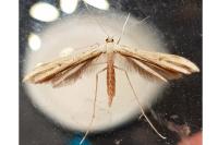 Stenoptilia