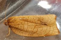 Cacoecimorpha pronubana