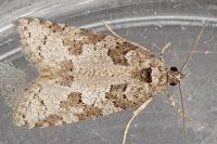 Cnephasia