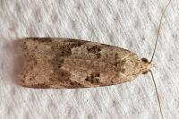 Cnephasia