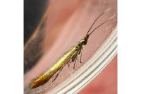 Coleophora