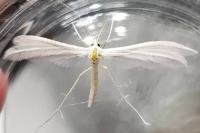 Pterophorus pentadactylus