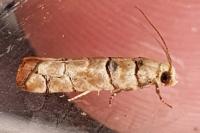 Pseudococcyx tessulatana