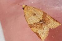 Clepsis consimilana