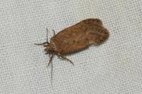 Bryotropha terrella
