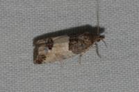 Spilonota ocellana