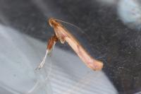 Caloptilia betulicola