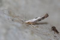 Argyresthia