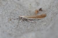 Coleophora