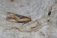 Eucosma gr. cana