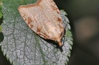 Aleimma loeflingiana