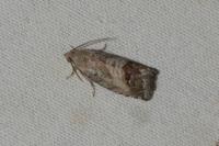Cydia splendana