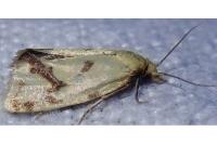 Agapeta hamana