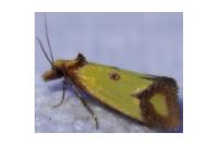 Agapeta zoegana