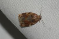 Archips xylosteana