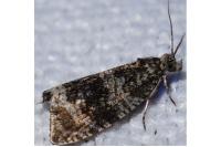 Celypha lacunana