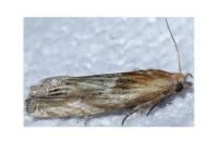 Eucosma gr. cana