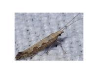 Plutella xylostella