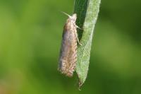 Dichrorampha