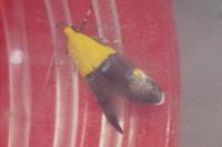 Oecophora bractella