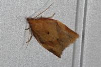Clepsis consimilana