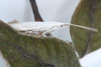 Coleophora albidella