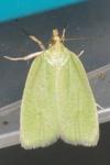 Tortrix viridana