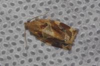 Archips xylosteana
