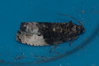 Hedya nubiferana