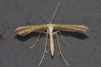 Emmelina monodactyla