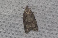 Cnephasia