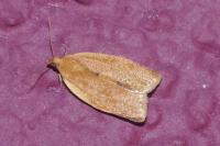 Clepsis consimilana