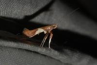 Caloptilia stigmatella