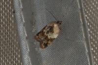 Acleris variegana