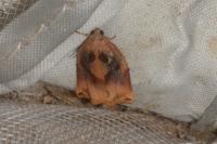 Archips podana
