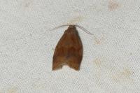 Archips rosana