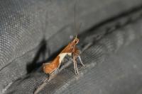 Caloptilia stigmatella
